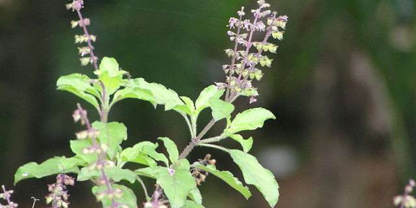 20170704102137_Tulsi_or_Tulasi_Holy_basil 20170704102137_Tulsi_or_Tulasi_Holy_basil