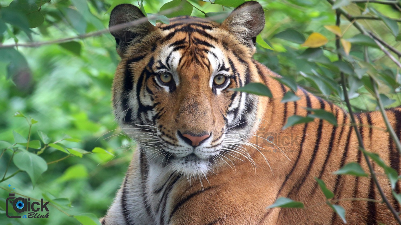Tiger Tiger