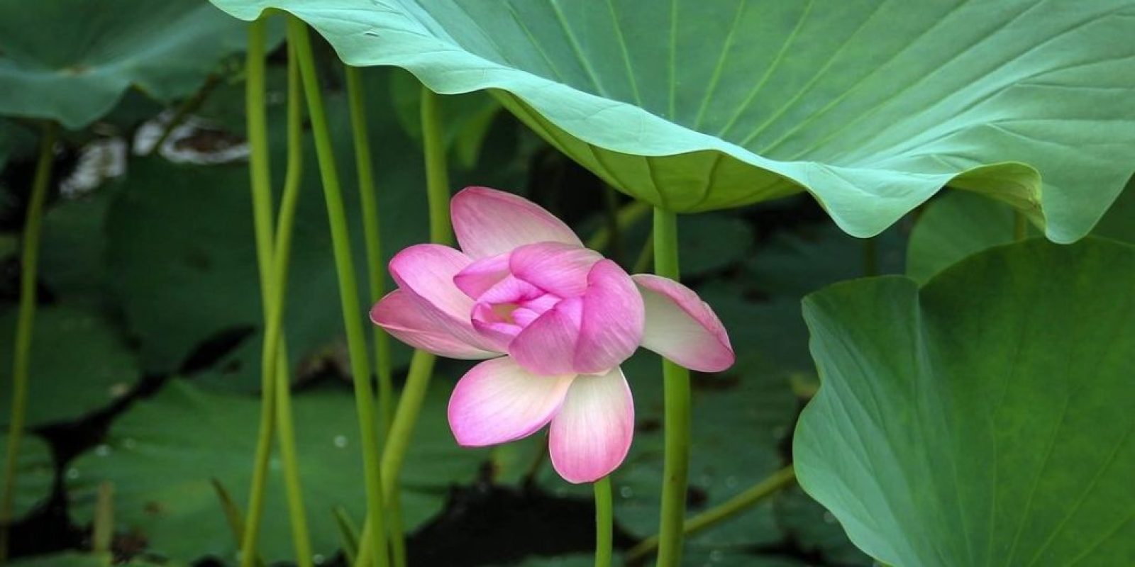 A lotus flower grows on the historical Kamal Pokhari (Lotus Pond), a serene pond filled with lotus flowers at Bode in Bhaktapur.
