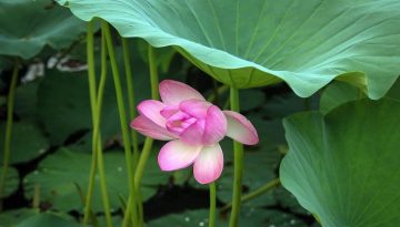 447981757_426659253539945_8415508751222755612_n A lotus flower grows on the historical Kamal Pokhari (Lotus Pond), a serene pond filled with lotus flowers at Bode in Bhaktapur.