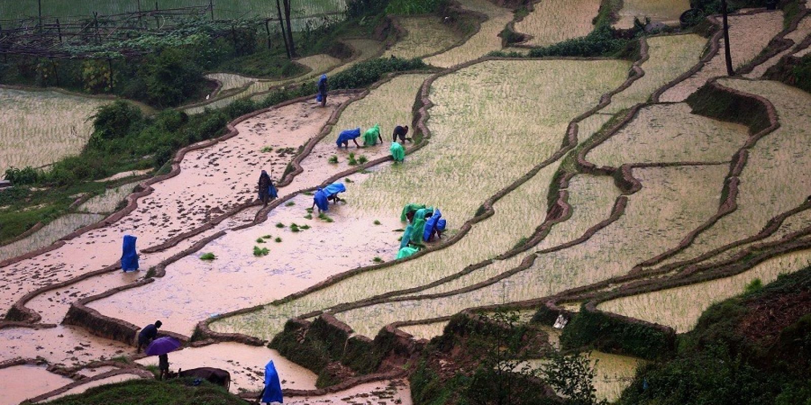 Agricullture