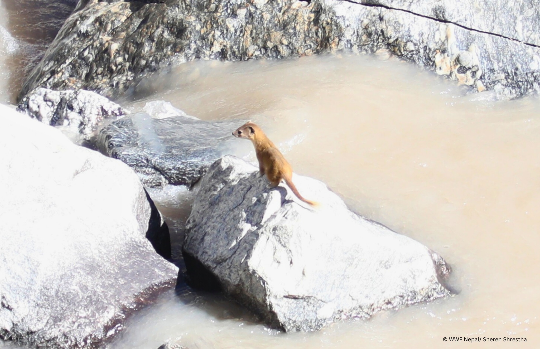 Altai weasel Altai weasel