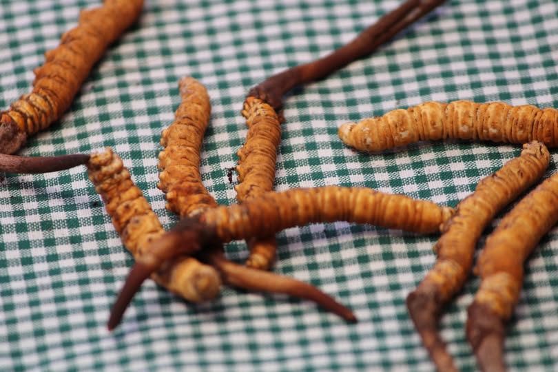 Yarsagumba Yarsagumba