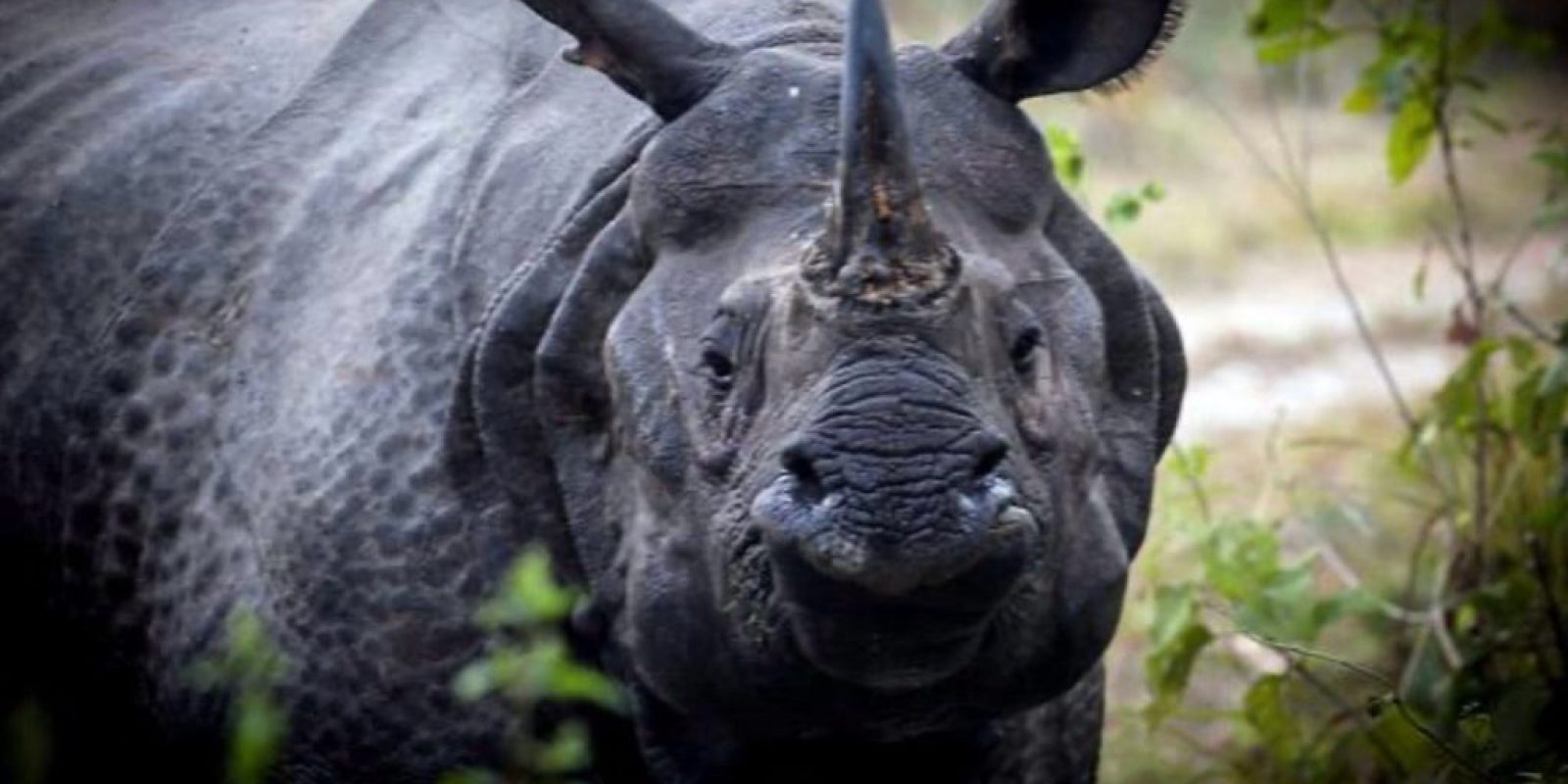 Rhino Rhino
