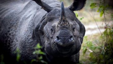 Rhino Rhino