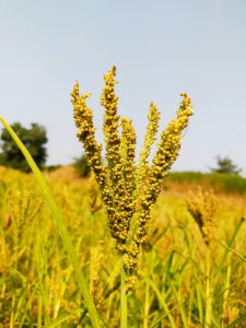 Millet-plant-seeds-178095-pixahive